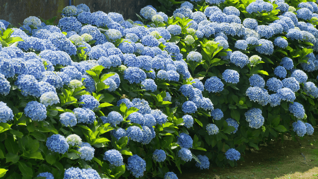 Your Hydrangeas Look Dead, Should You Prune Them?