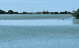 A serene lake with calm blue water is shown. A few groups of ducks float on the surface. In the background, trees and faint outlines of buildings, managed by Rental Property Management East Hampton, rest under a clear blue sky.