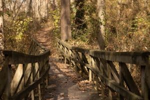 A wooden bridge with railings, reminiscent of nature's services, crosses through a forest in autumn. Fallen leaves cover the path, and sunlight filters through the trees, casting dappled shadows on the ground. Dense foliage surrounds the bridge, creating a serene, natural atmosphere.