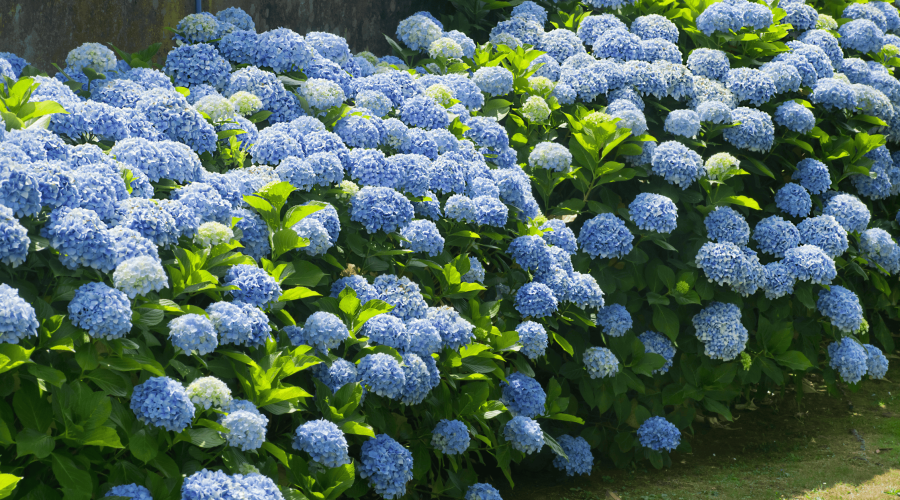 A lush garden with numerous blooming blue hydrangea bushes, showcasing clusters of vibrant, round flowers amongst green foliage. The scene exudes a peaceful and refreshing atmosphere under natural sunlight—perfect for those seeking luxury home management in East Hampton.