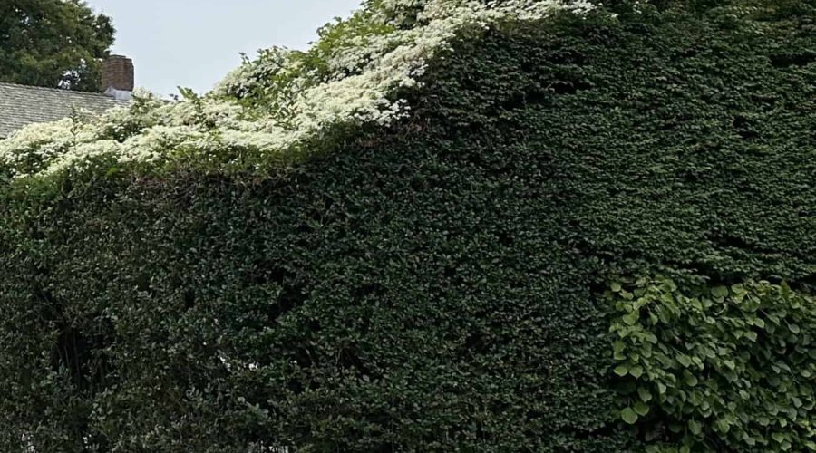 A large, lush hedge with dense green foliage and a section topped with white flowering plants adorns the luxury home managed by Rental Property Management East Hampton. In the background, a gray house with a chimney is partially visible. The sky is overcast, adding a muted light to the scene.